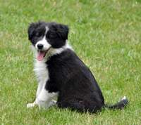 Bella Boskob er en Collie Border blanding